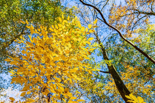 秋天的颜色图片下载