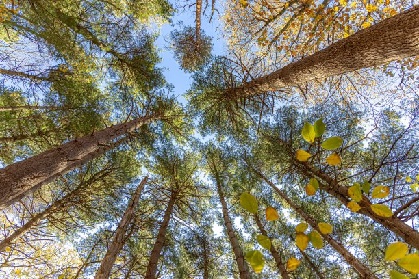 秋天的颜色图片下载