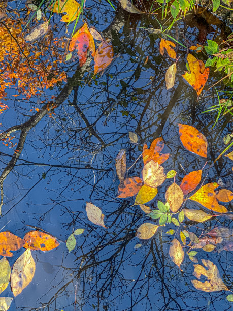 秋天的颜色图片下载