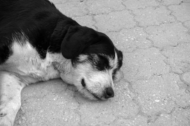 狗躺在床上，伸长脖子——特写，狗睡着了——狗累了，在休息，图片下载