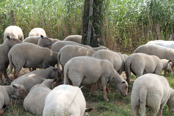 一群羊图片下载