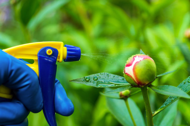 花蕾开花前病虫害的预防处理。花卉护理理念图片下载