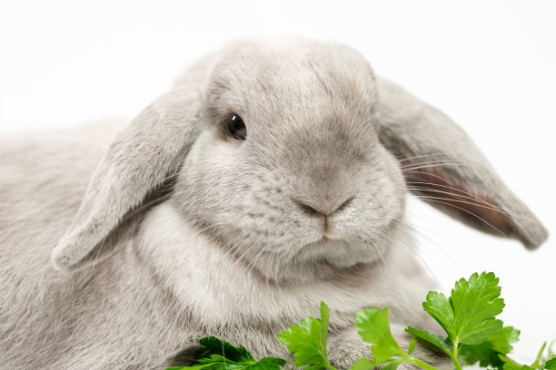 肖像的装饰国内兔子或兔子在灰色，灰的颜色在白色的背景。在框架里，食物，绿色的食物给兔子。图片下载