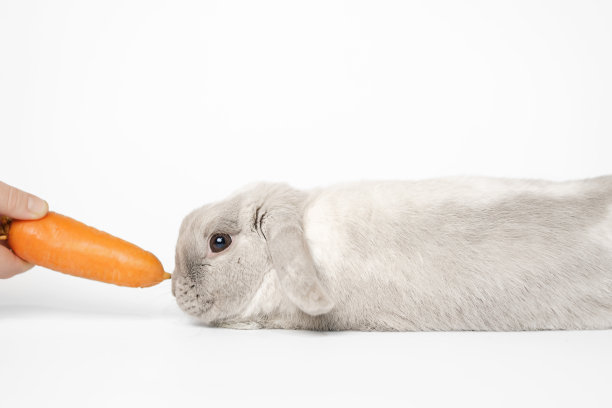 兔子被提供吃胡萝卜。在白色的背景上。白色背景上有胡萝卜的兔子。图片下载