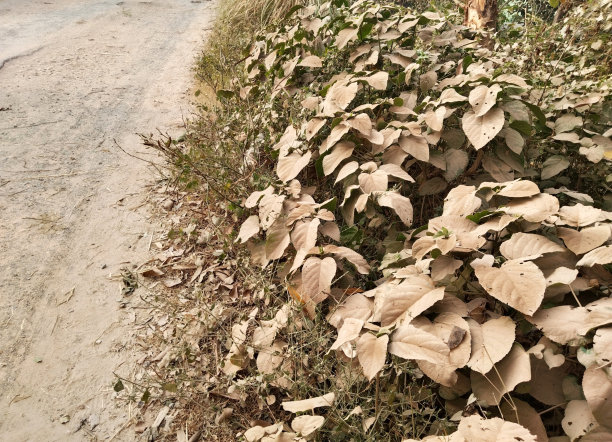 尘土飞扬的叶子在大自然的道路附近。受损道路旁的绿枝莲叶片上的土层。肮脏的苦叶也被称为bhat或山荣耀凉亭。尘叶纹理图片下载
