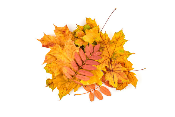 秋叶孤立在白色的背景上。本空间图片下载
