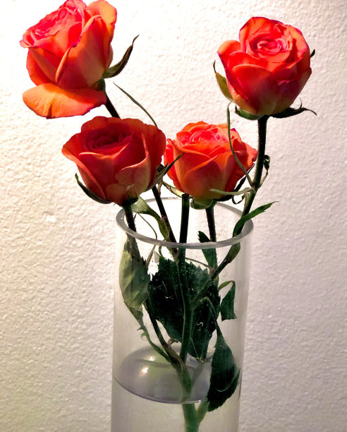 四朵桃色玫瑰图片下载