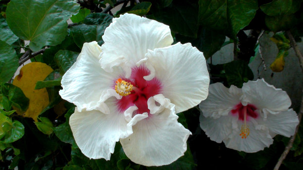 种植芙蓉花——芙蓉图片下载