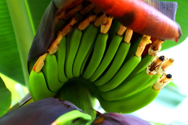 巴西Chapada dos Veadeiros国家公园的美丽自然风光图片下载