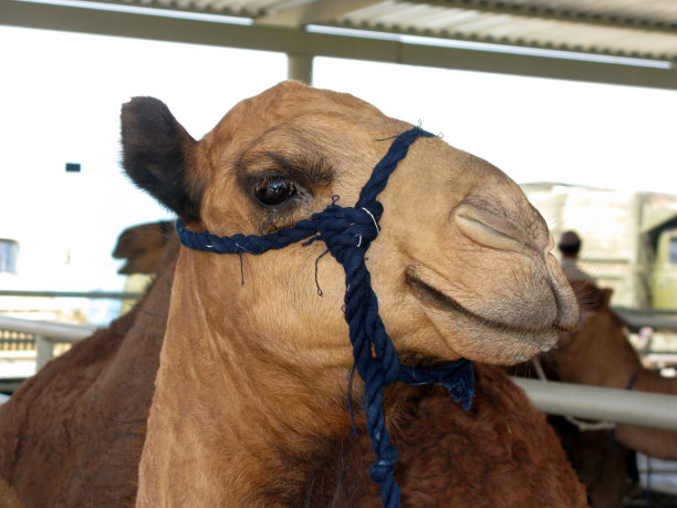 单峰骆驼——它是三种骆驼中最高的图片下载