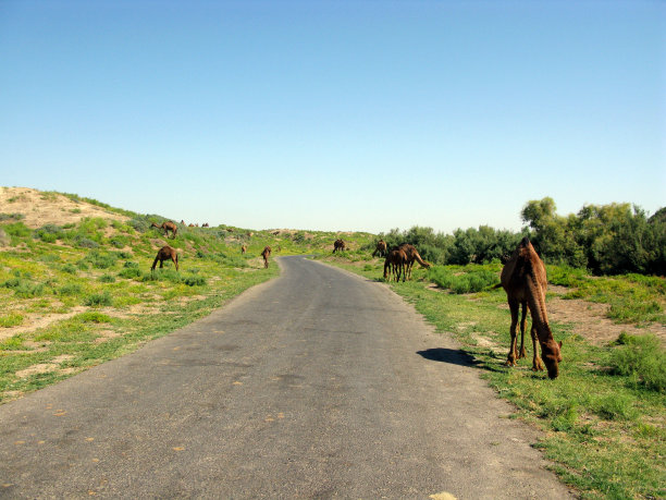 单峰骆驼——它是三种骆驼中最高的图片下载