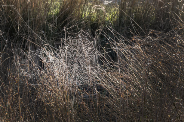 蜘蛛网图片下载