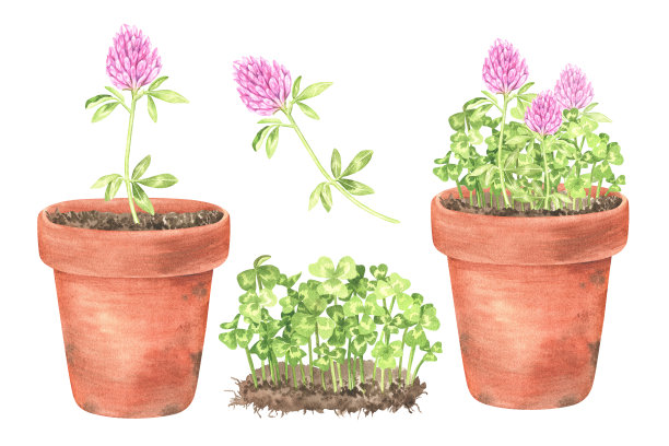 盆栽与盛开的三叶草。圣帕特里克节。水彩插图。孤立在白色背景上。为您设计包装的种子，商品的花园，贴纸，有机产品。图片下载