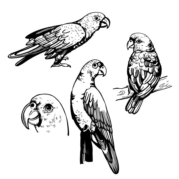 亚马逊鹦鹉。示意图说明。图片下载