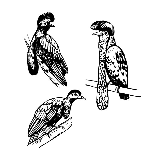 长垂肢伞状动物(头翼目)。示意图说明。图片下载