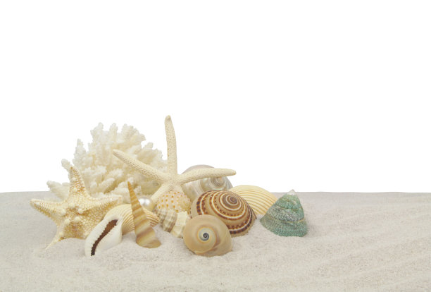贝壳、海星和珊瑚在白色背景的沙滩上分叉。图片下载