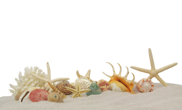 贝壳、海星和珊瑚在白色背景的沙滩上分叉。图片下载