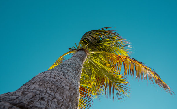 仰望加勒比海天空下的棕榈树图片下载