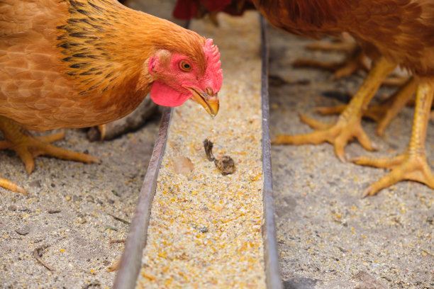 近放养有机农村鸡鸡啄食谷物玉米饲料托盘图片下载