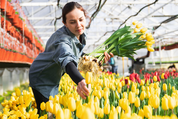 妇女们在花房里采摘红色和黄色的郁金香。图片下载