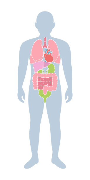 男性身体具有人体内部器官。肺，心，肝，肾，肠，膀胱。捐赠医疗海报。不同的身体器官图片下载