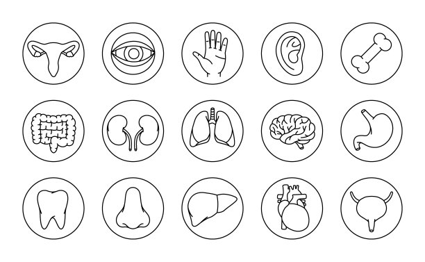 人体器官图标集。脑，牙，耳，肠，胃，鼻，肝，骨，手，肾，肺，眼球图标。人体器官轮廓图标图片下载