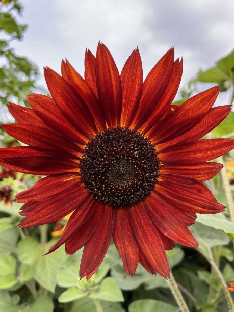 火红向日葵图片下载