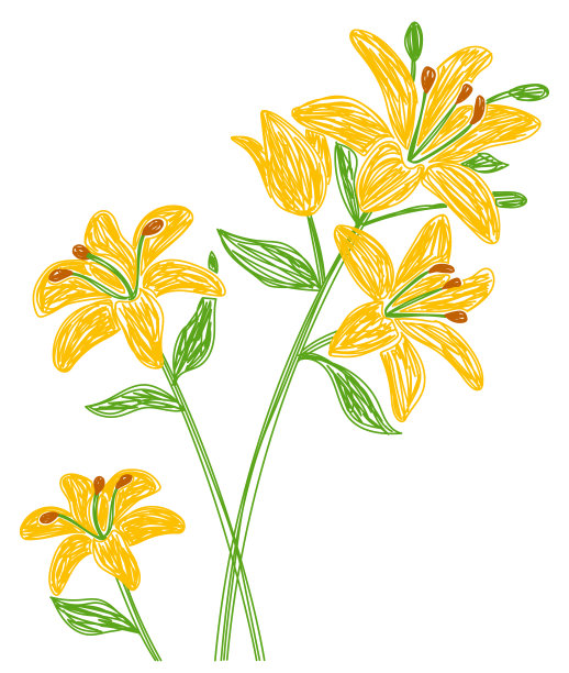 莉莉花。手绘花卉矢量插图。用钢笔或马克笔画草图。手绘设计打印。自然铅笔画图片下载