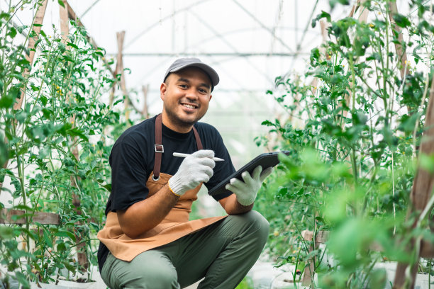 农业使用生产控制片剂来监测温室蔬菜的质量。智能农民使用技术研究和发展农业。图片下载