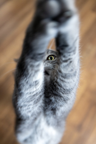 饿猫爬到楼上去抓食物。图片下载