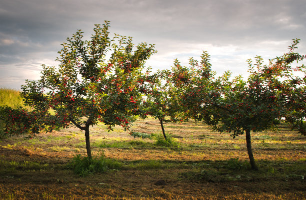成熟的酸樱桃树果园田野图片下载