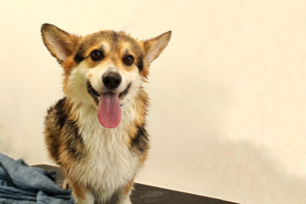 柯基威尔士彭布罗克狗洗后，沐浴，淋浴包裹在毛巾在美容桌上在沙龙。图片下载