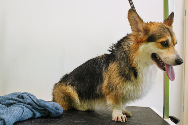 柯基威尔士彭布罗克狗洗后，沐浴，淋浴包裹在毛巾在美容桌上在沙龙。图片下载