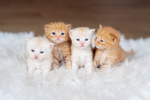 房子里有小猫图片下载