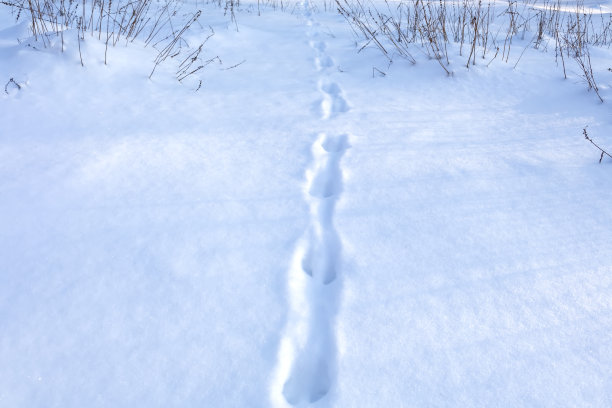 霜冻的晴天，森林里的雪地上有动物的脚印图片下载