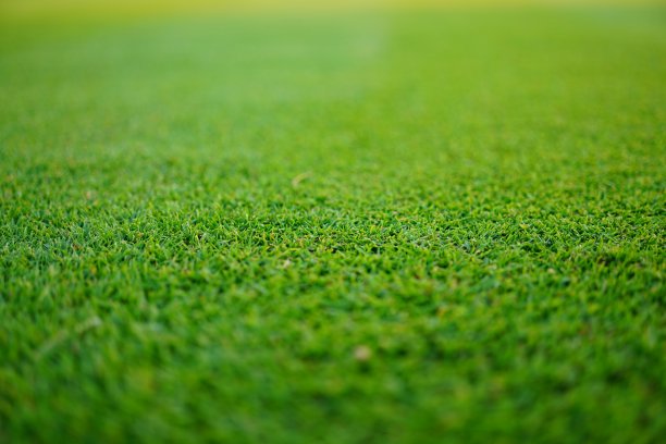 新鲜的绿色草坪高尔夫球场图片下载