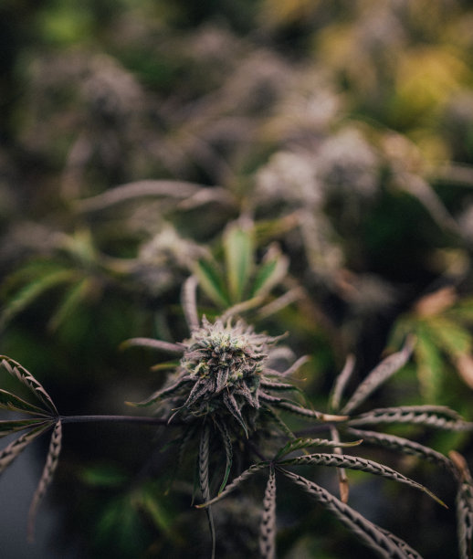 大麻花特写图片下载