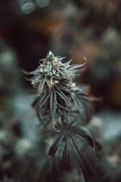 大麻花的特写图片下载