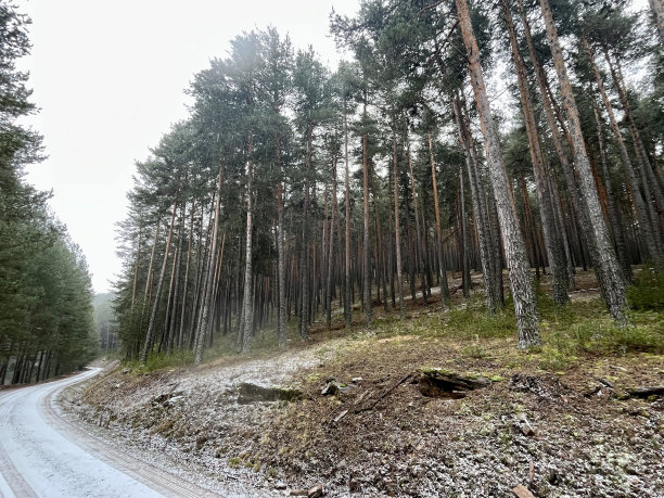 苏格兰松林图片下载