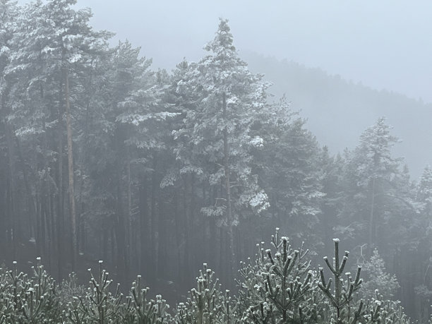 苏格兰松林图片下载