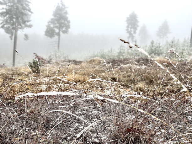 苏格兰松林图片下载