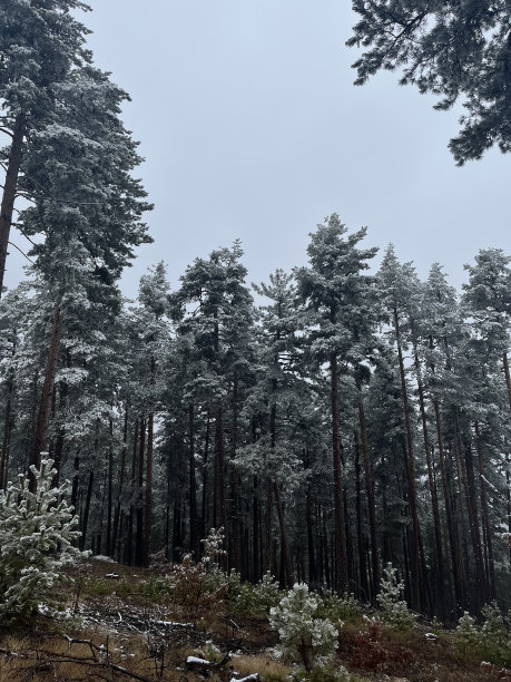 苏格兰松林图片下载