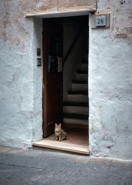 一只猫坐在意大利老城街道的门口的照片图片下载