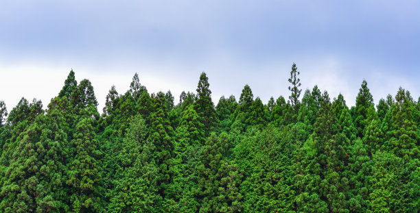 古老森林里巨大的松树图片下载