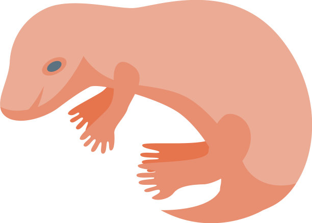 新生鼩鼱图标等距非洲图片下载