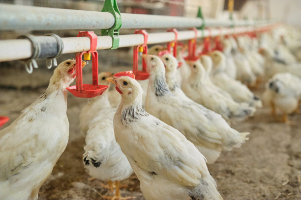 许多干渴的白鸡家禽在热应激下通过乳头系统饮水图片下载