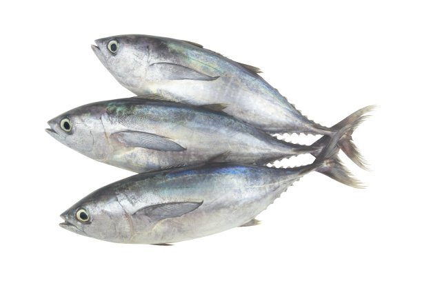 三只新鲜的蓝鳍金枪鱼被隔离在白色上图片下载