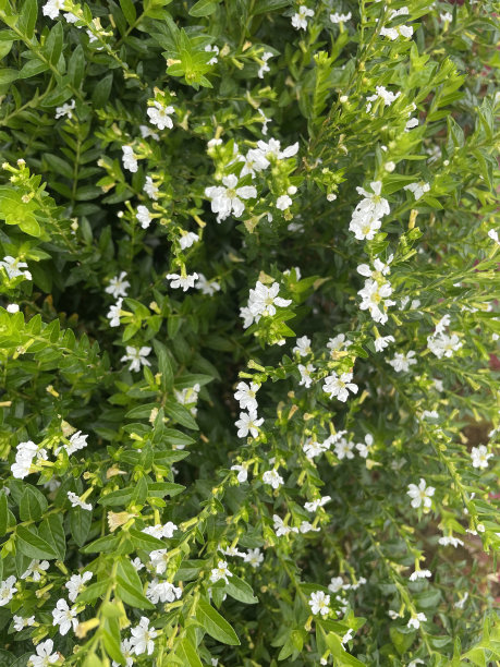 白花丛图片下载