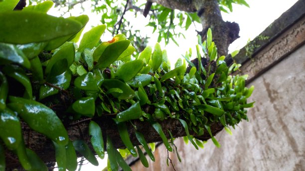 雨后树上的龙鳞。图片下载