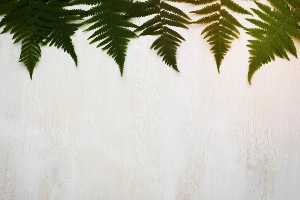 带复制空间的蕨类叶子图片下载